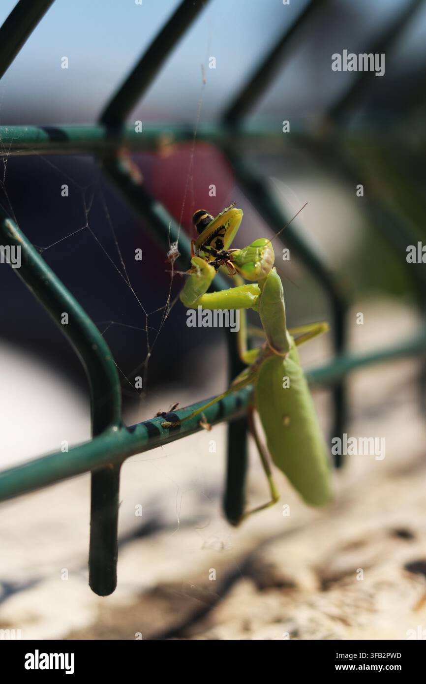Primo piano di una mantide verde che mangia una vespa. Una mantide che tiene una vespa catturata con le zampe anteriori. Un insetto predatore e la sua preda. Una mantide nel ci Foto Stock
