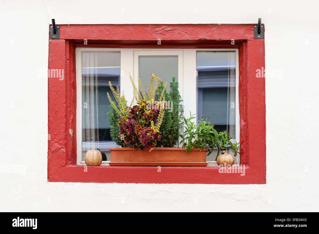 Una finestra con vivace cornice rossa su un muro bianco rustico presenta un vaso rettangolare pieno di fogliame autunnale colorato e piccole zucche decorative a R Foto Stock