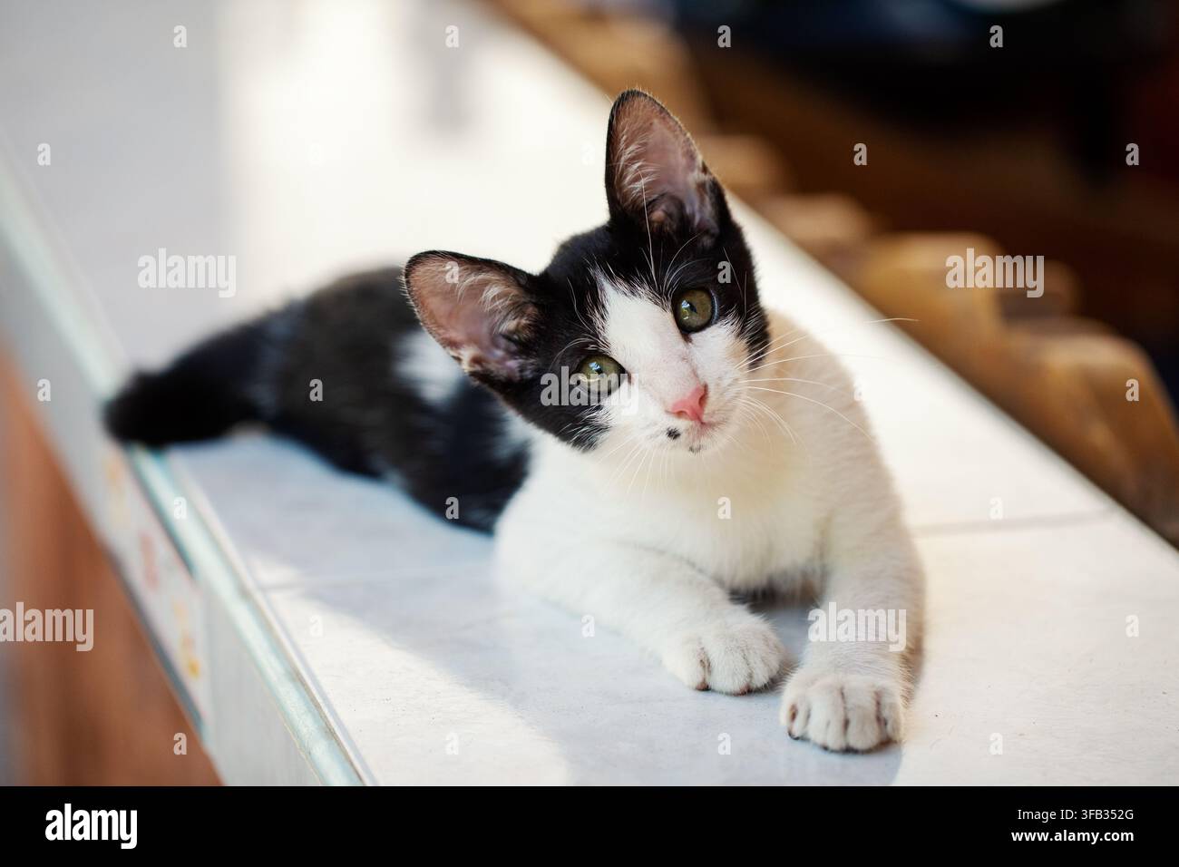 Gattino bianco e nero che guarda la fotocamera all'interno Foto Stock