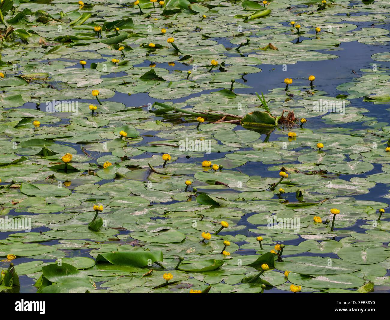 Ninfea gialla (Nuphar lutea), una pianta acquatica perenne della famiglia delle ninfee. I suoi fiori sono di un giallo brillante e fragranti, galleggianti sull'acqua Foto Stock