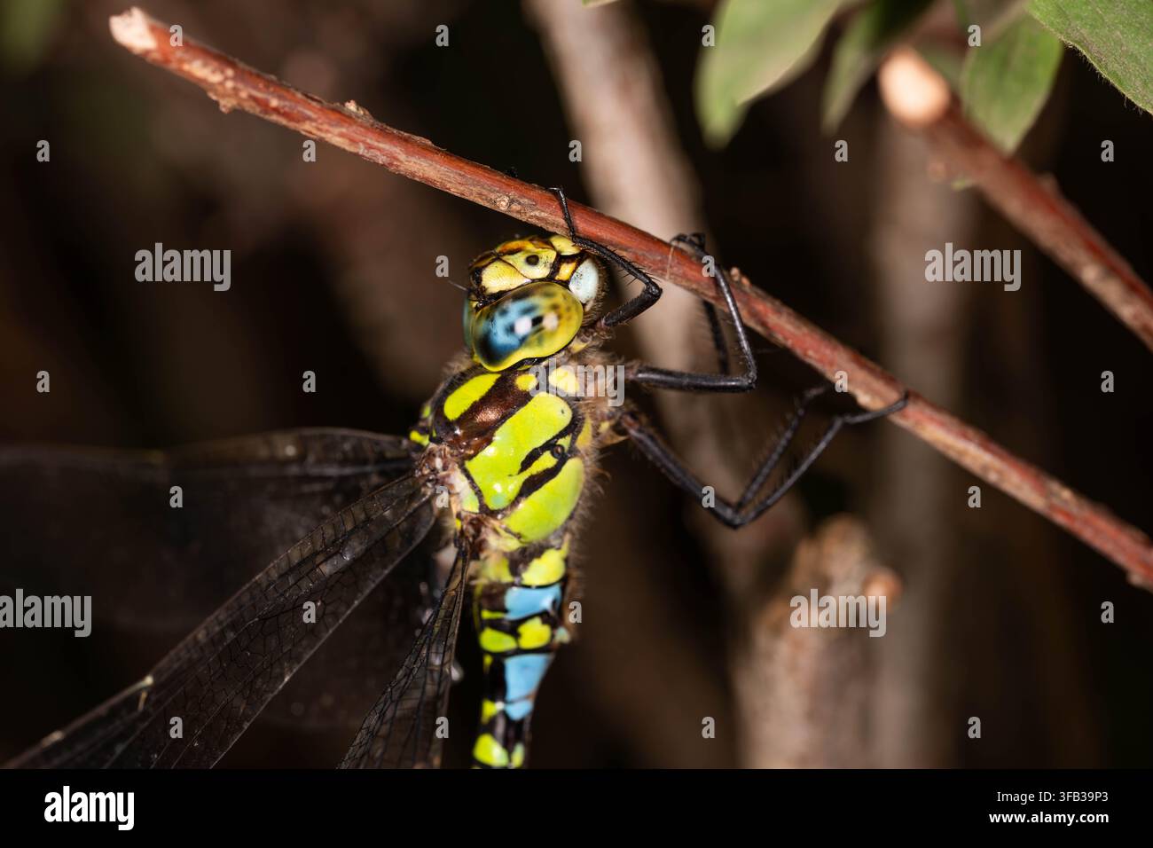 Fotografia macro dettagliata di una libellula dagli occhi blu (Aeshna cyanea) appoggiata su un ramo, che mostra vivaci segni verdi, occhi blu e trasparenza Foto Stock