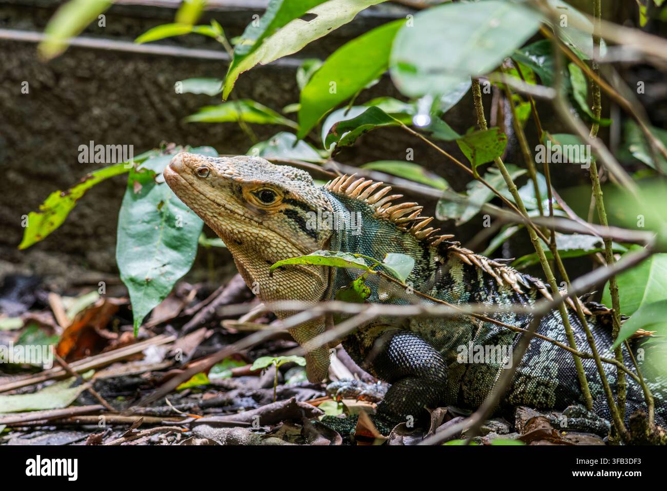 Iguana tropicale selvatica si riposa tra la fitta vegetazione della foresta pluviale e i rami del suolo boschivo in Costa Rica, mostrando squame testurizzate, spine dorsali e ambiente naturale Foto Stock