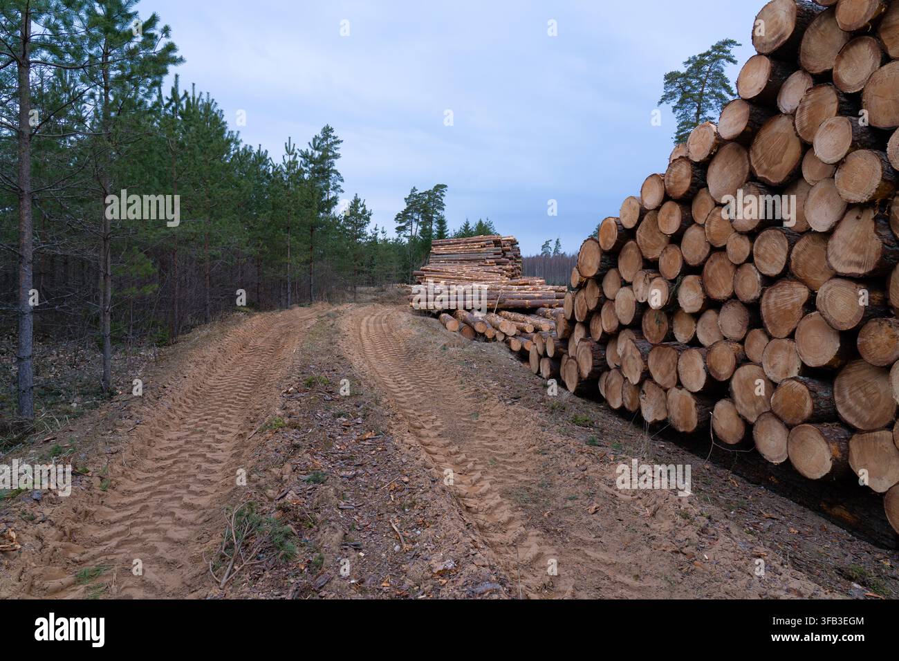Sito di raccolta forestale con grandi mucchi di tronchi di pino e tracce di veicoli sulla sabbia Foto Stock