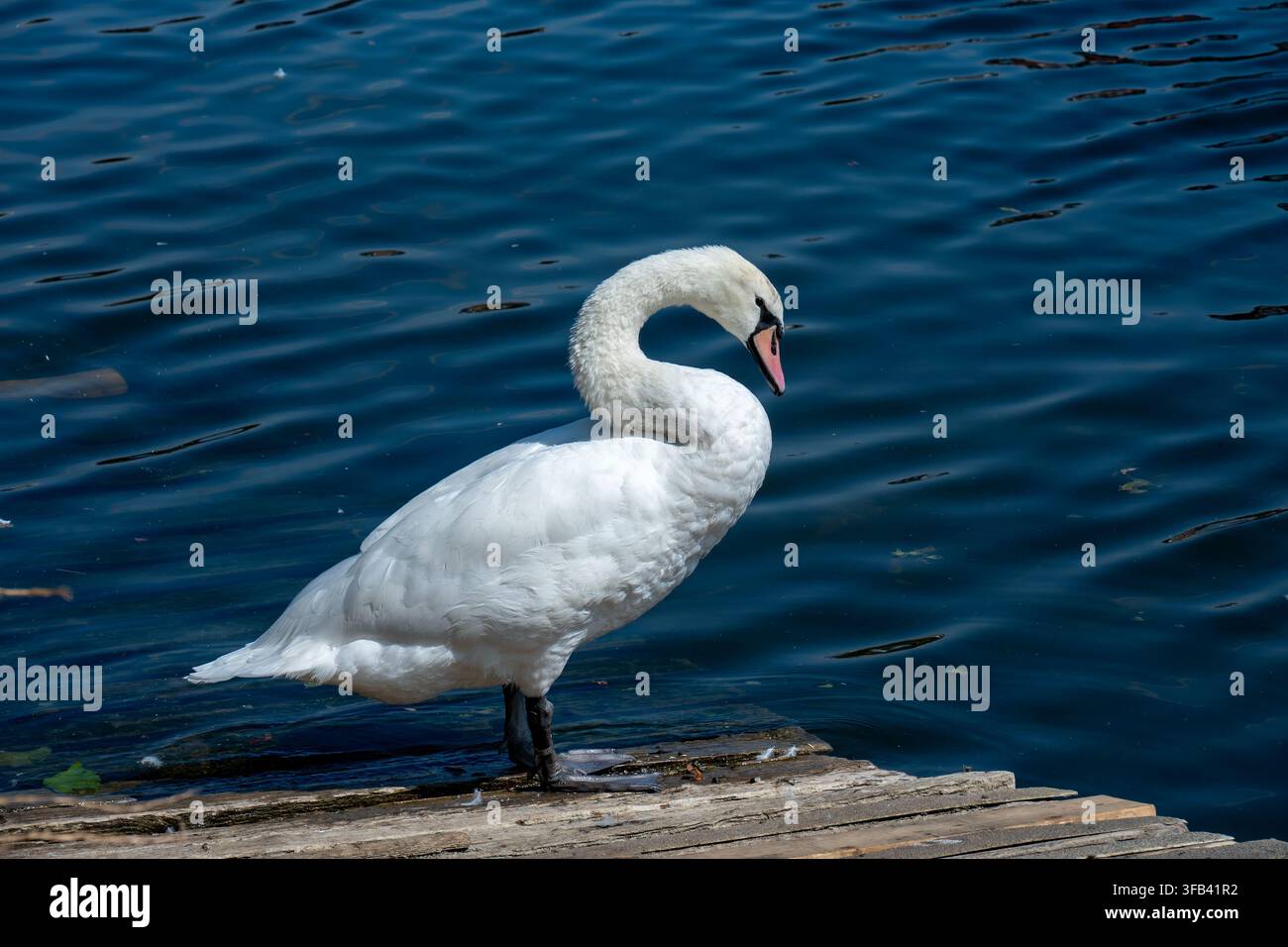Un primo piano di un cigno reale bianco (Cygnus olor) in piedi sul bordo di un molo di legno con il collo arcuato, davanti all'acqua blu profonda increspata in una luce intensa s Foto Stock