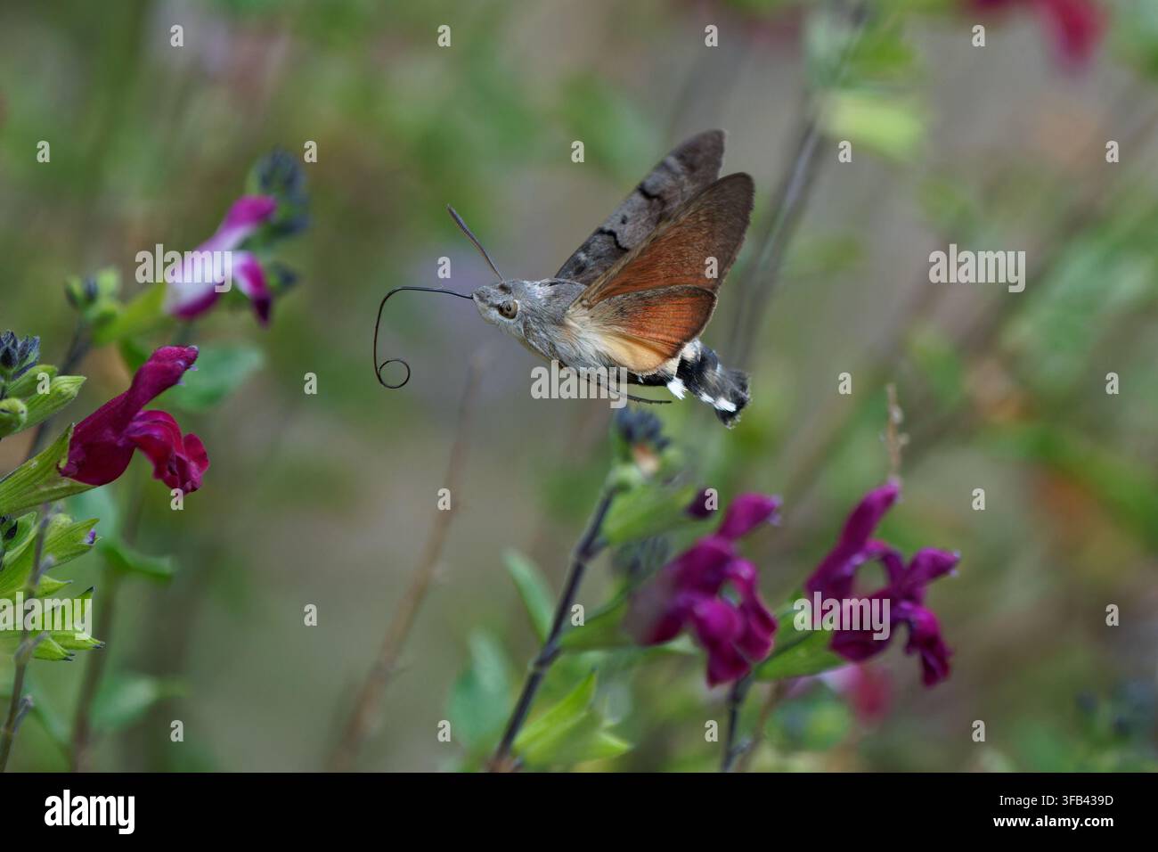 Farfalla colibrì-Macroglossum stellatarum in volo. Foto Stock
