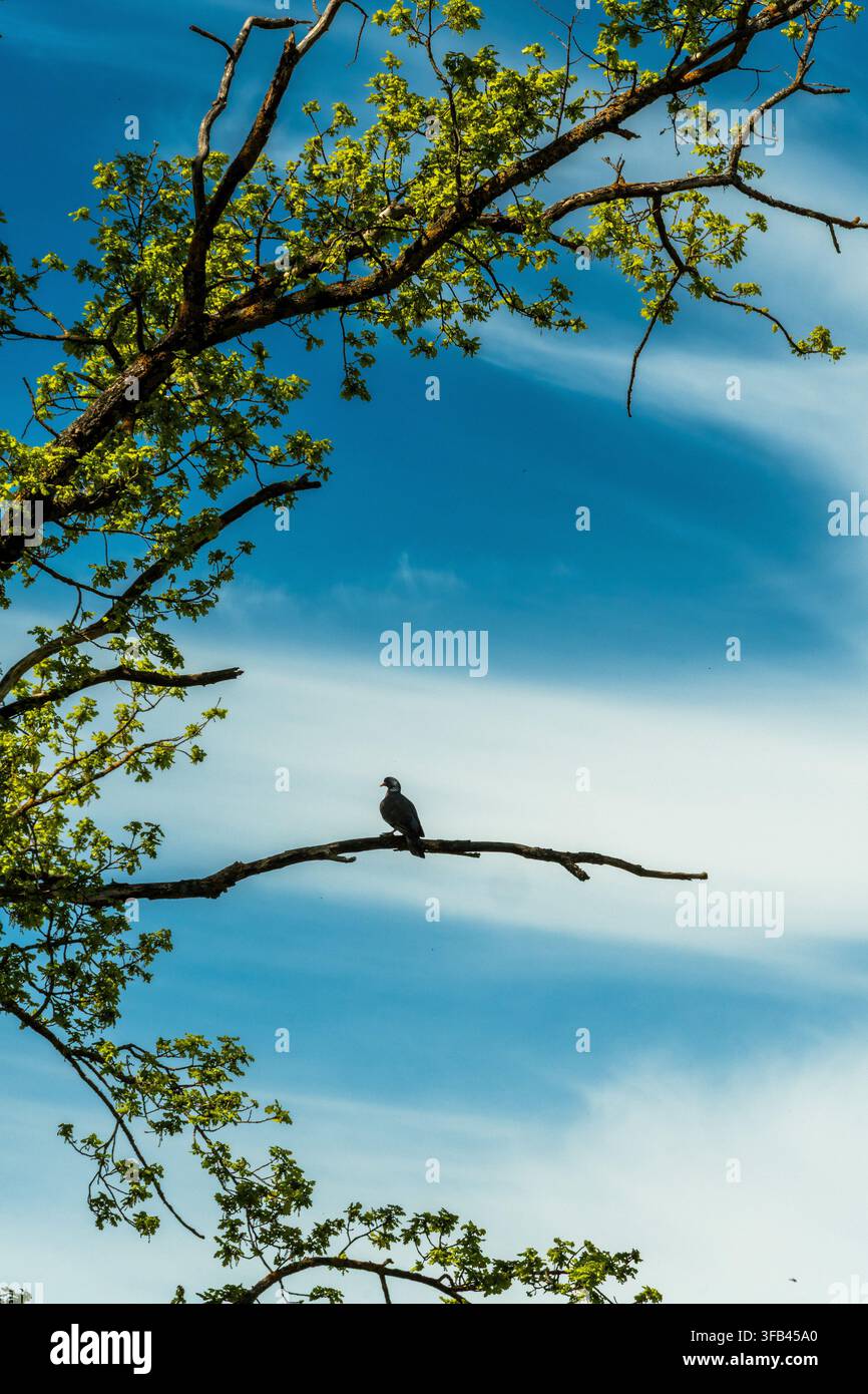 Piccione grigio appollaiato su un ramo sotto un cielo blu Foto Stock