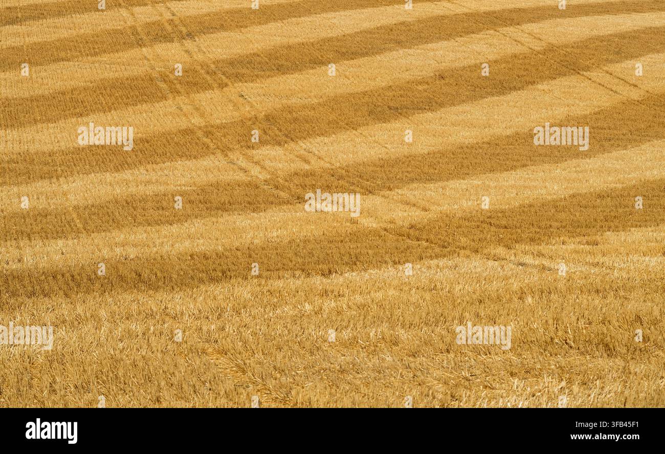 Le spighe di grano formano linee testurizzate, Puy de Dôme, Alvernia Rodano-Alpi, Francia Foto Stock