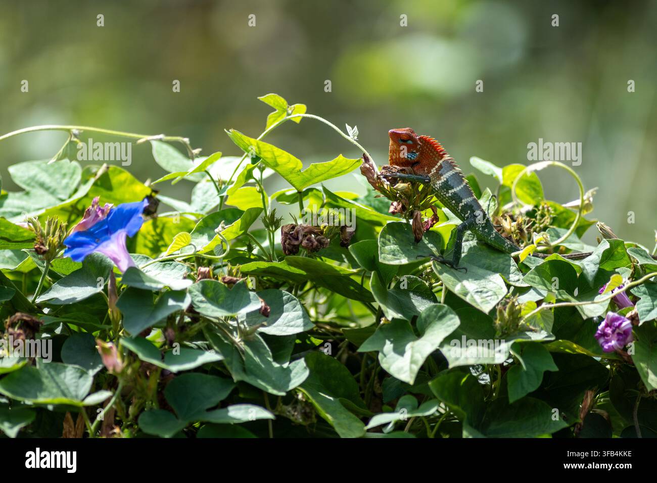 Piccola lucertola appollaiata su viticci verdi frondosi. Fiori blu brillante e viola aggiungono un colore vivace. Un momento tranquillo della natura catturato nella luce soffusa del giorno. Ideale per Foto Stock