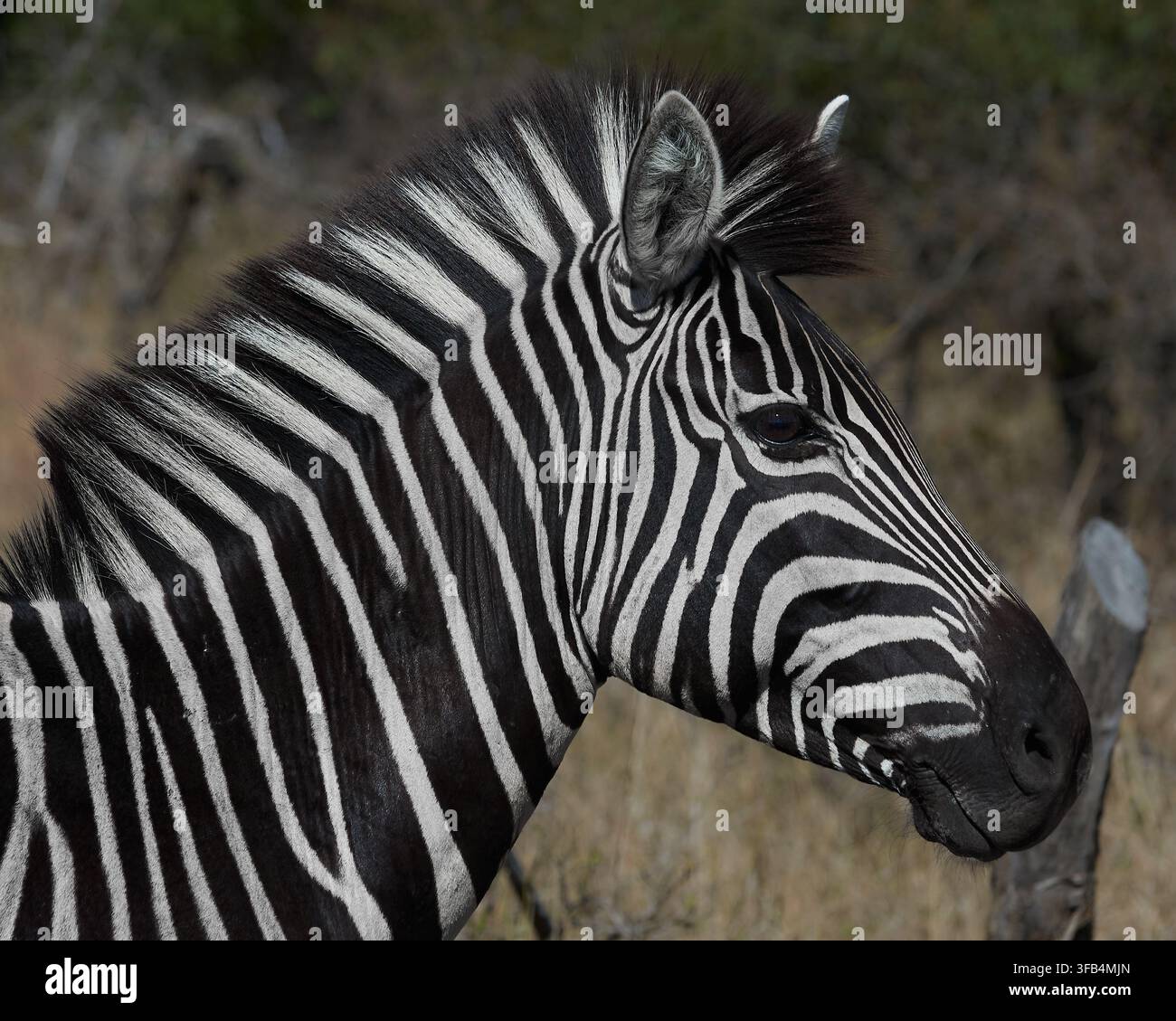 Ritratto ravvicinato di una zebra che mostra le sue caratteristiche strisce nere e bianche e la criniera nel Parco Nazionale del Kruger, in Sudafrica. Foto Stock