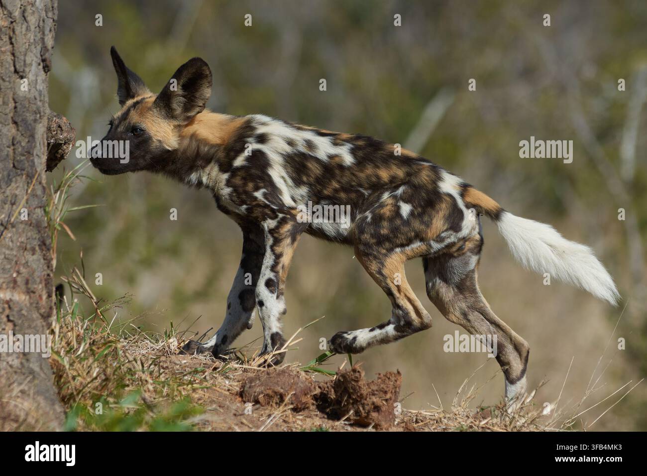 Cane selvatico africano in piedi nella savana del Parco Nazionale di Kruger, Sudafrica. Foto Stock