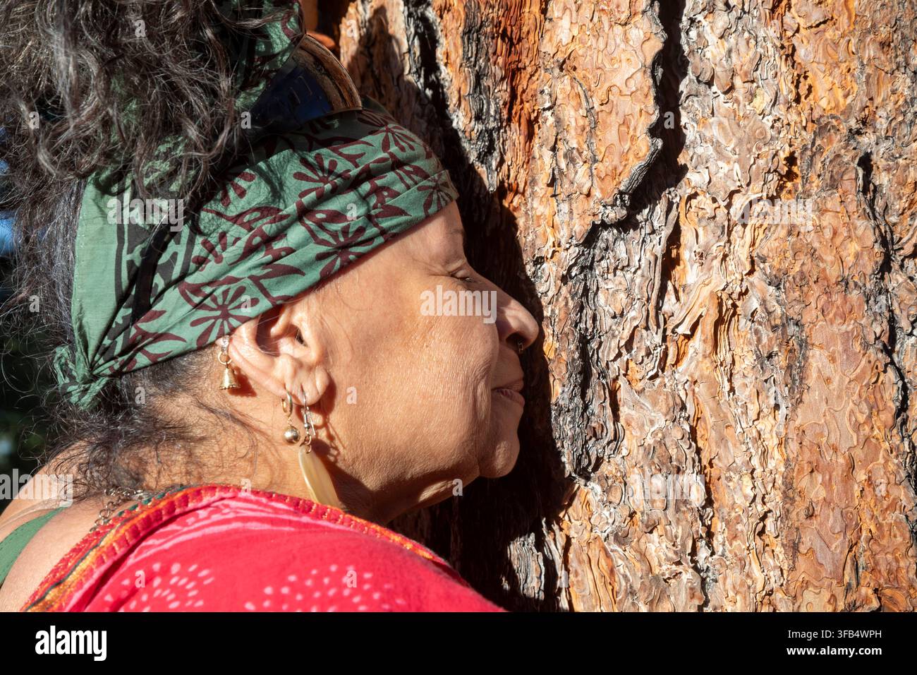 Parco nazionale del Grand Canyon, Arizona – DK Dyson, musicista e scrittore, annusa la corteccia di un pino ponderosa (Pinus ponderosa). Quando il sole riscalda il b… Foto Stock