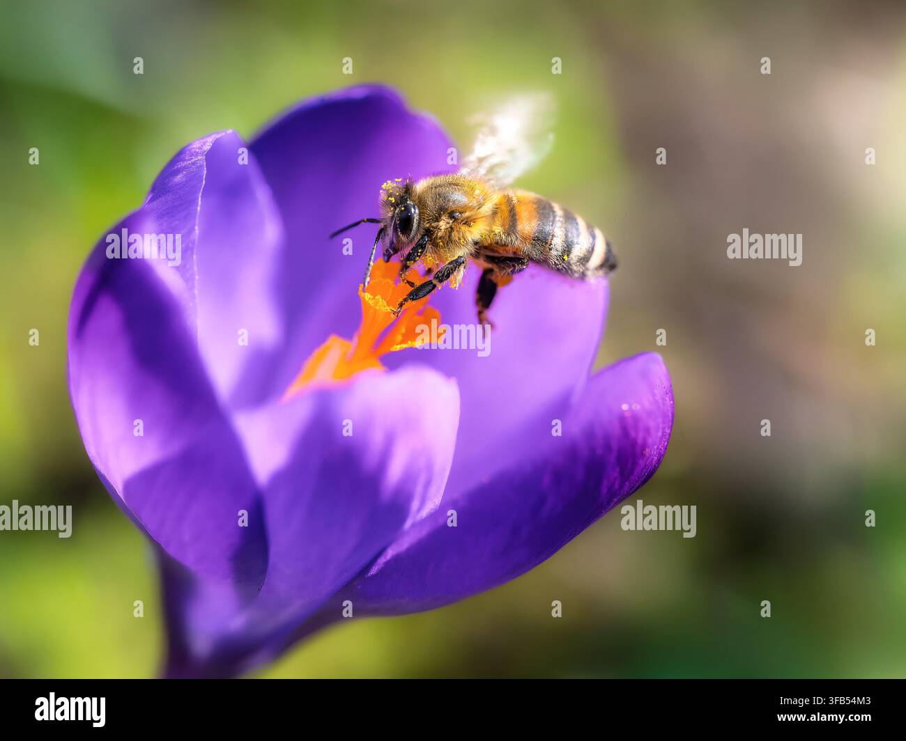 Ape che si nutre del centro arancione-giallo di un fiore di croco viola vivace in un giardino soleggiato. Un primo piano dettagliato cattura l'ape sul fiore con Foto Stock