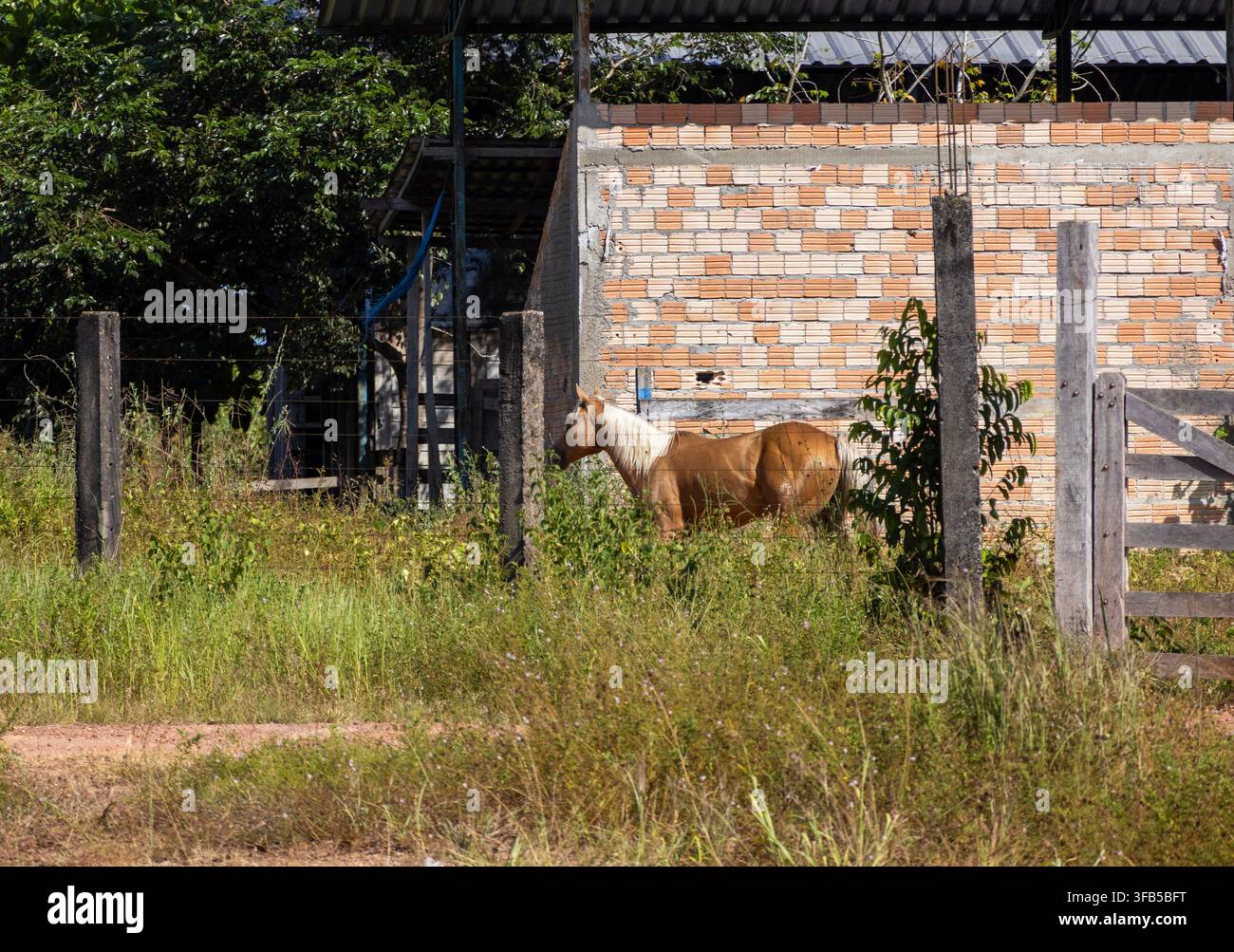 Cavallo dorato in piedi vicino a una recinzione di filo metallico in una fattoria brasiliana con un rifugio per il bestiame Foto Stock