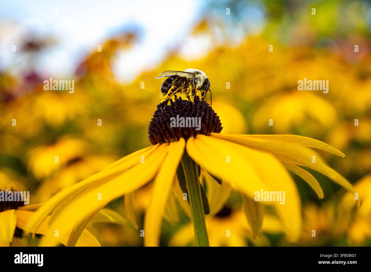 Primo piano di un bombus (nome scientifico Bombus), una specie in via di estinzione, che si nutre di un fiore a occhio nero coperto di polline. Foto Stock