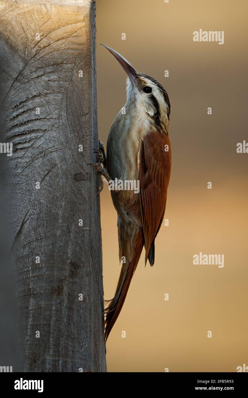 Scalatore a becco stretto Lepidocolaptes angustirostris verticale su palo di legno, testa striata, ali rossastre, uccello arrampicatore di corteccia, Pantanal America del Sud Foto Stock
