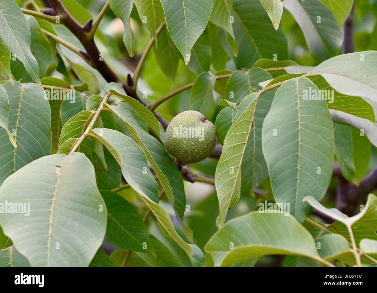 Una fotografia di noci verdi immature appese a un ramo di un noce circondate da foglie verdi lussureggianti alla luce naturale del giorno. Foto Stock
