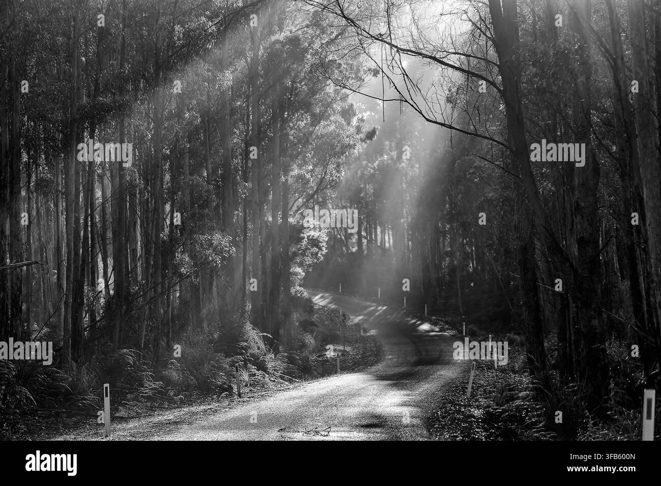Strada di Norfolk nella regione dei Fiumi Selvaggi della costa occidentale della Tasmania, area di conservazione di Arthur-Pieman – contrasto della luce del sole che penetra attraverso gli alberi zeccosi lungo il percorso. Foto Stock