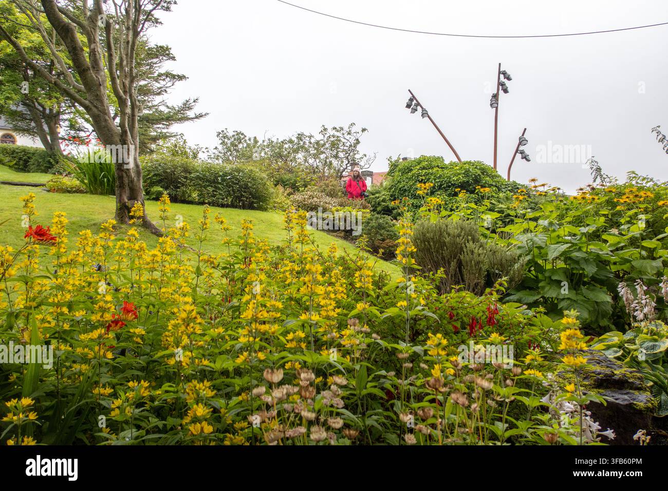 Donna che gode di un bellissimo giardino estivo con fiori gialli a Tórshavn Foto Stock