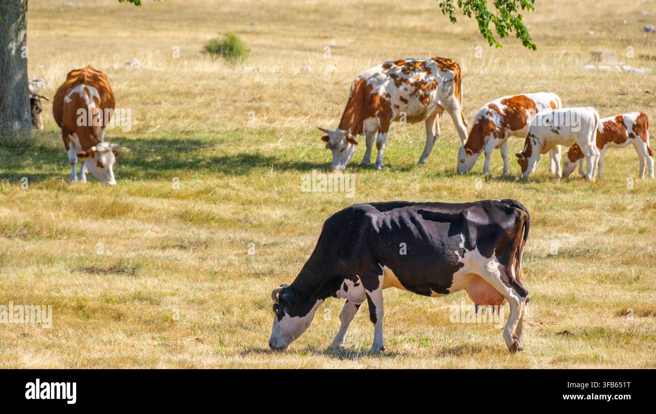 Piccolo gregge di bovini che pascola sull'erba verde di un prato in un paesaggio montano rustico, che mostra una vita rurale tranquilla, l'allevamento del bestiame e il naturale Foto Stock