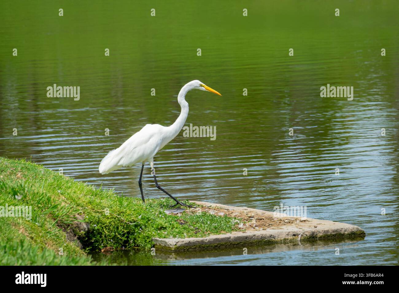 Un grande uccello bianco con zampe nere noto come airone cinerino e parte della famiglia degli aironi è in piedi sul bordo di un lago a Fullerton, in California Foto Stock