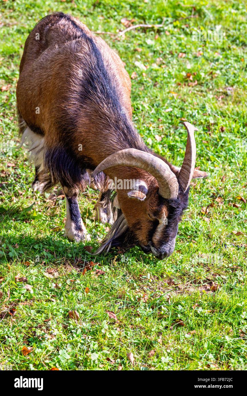 Capra nana africana che pascola erba in un prato verde Foto Stock