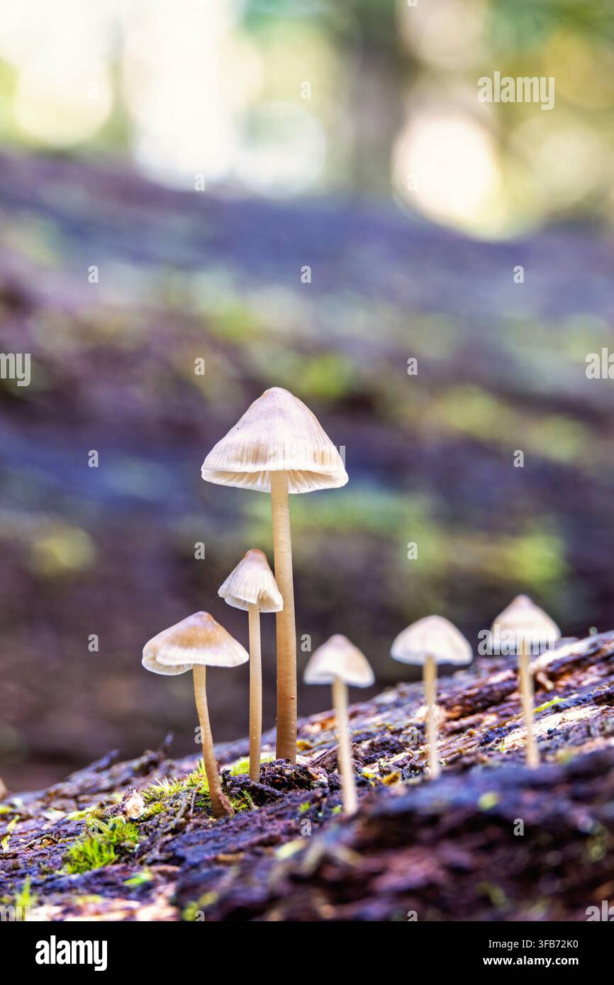 Gruppo di piccoli funghi che crescono su un tronco di legno marcio Foto Stock