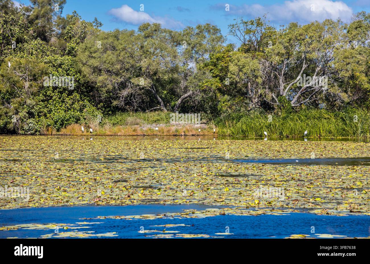 Lago di acqua dolce al Buckley’s Hole Conservation Park a Bongaree su Bribie Island, a nord di Moreton Bay, Queensland, Australia Foto Stock