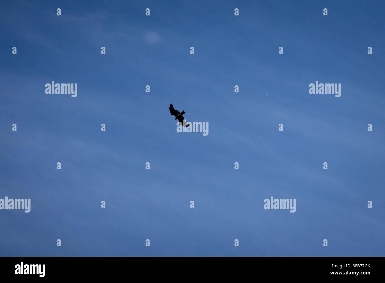 Silhouette si estende su un soffitto blu profondo mentre si avvicina la sera. Con le ali spiegate, l'uccello risparmia energia e plana con tranquilla sicurezza lasciando che la gravità e Foto Stock
