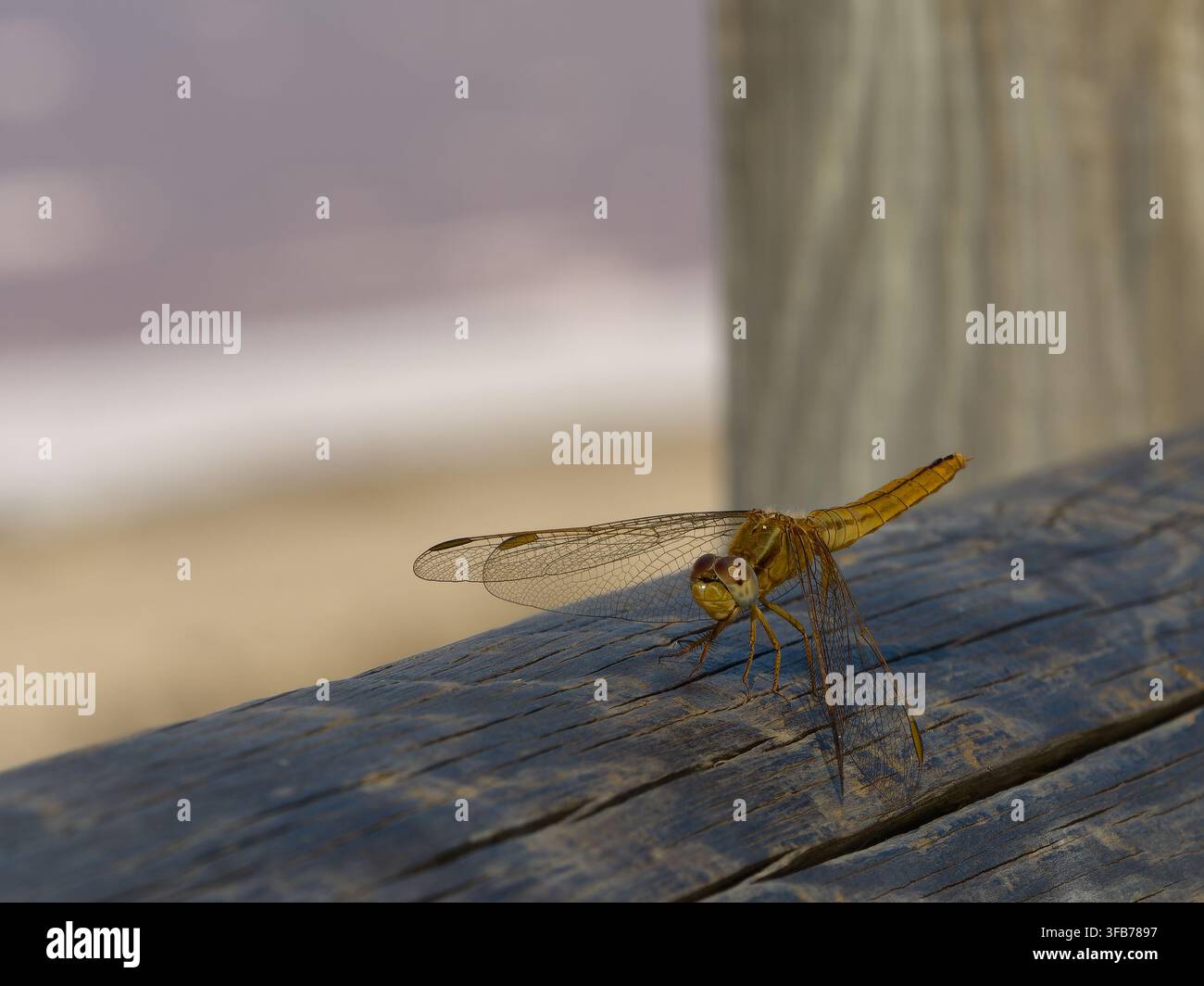 Una libellula dorata (Crocothemis erythraea) seduta su una superficie di legno su uno sfondo morbido e sfocato Foto Stock