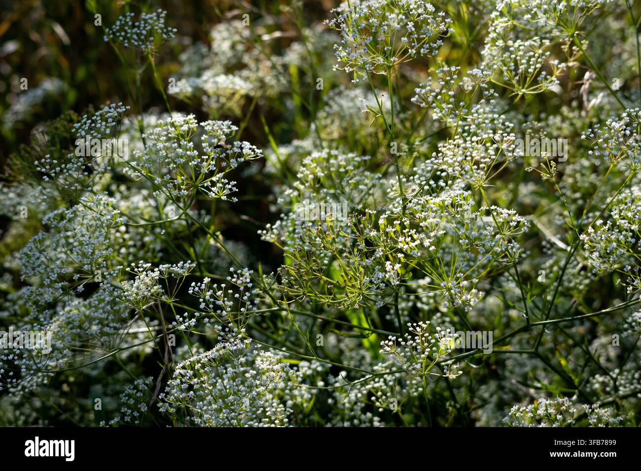 Delicati ombelli bianchi ricoprono un prato illuminato dal sole mentre sottili steli verdi tessono una morbida trama. Una vista ravvicinata di minuscoli boccioli e petali con un morbido bokeh evoca Foto Stock