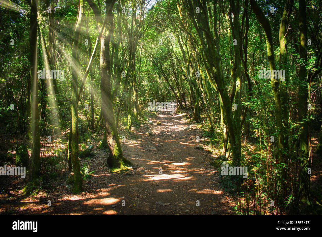 Sentiero sterrato tra una lussureggiante foresta di alberi sul monte Buciero a Santoña, Spagna Foto Stock