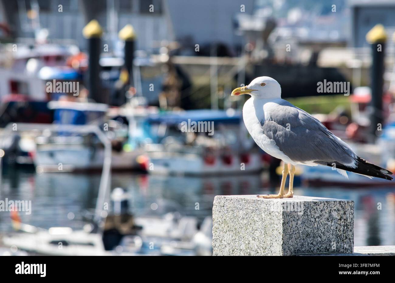 Gavina argentata, Larus Argentatus, posata nel porto di Combarro, Spagna Foto Stock