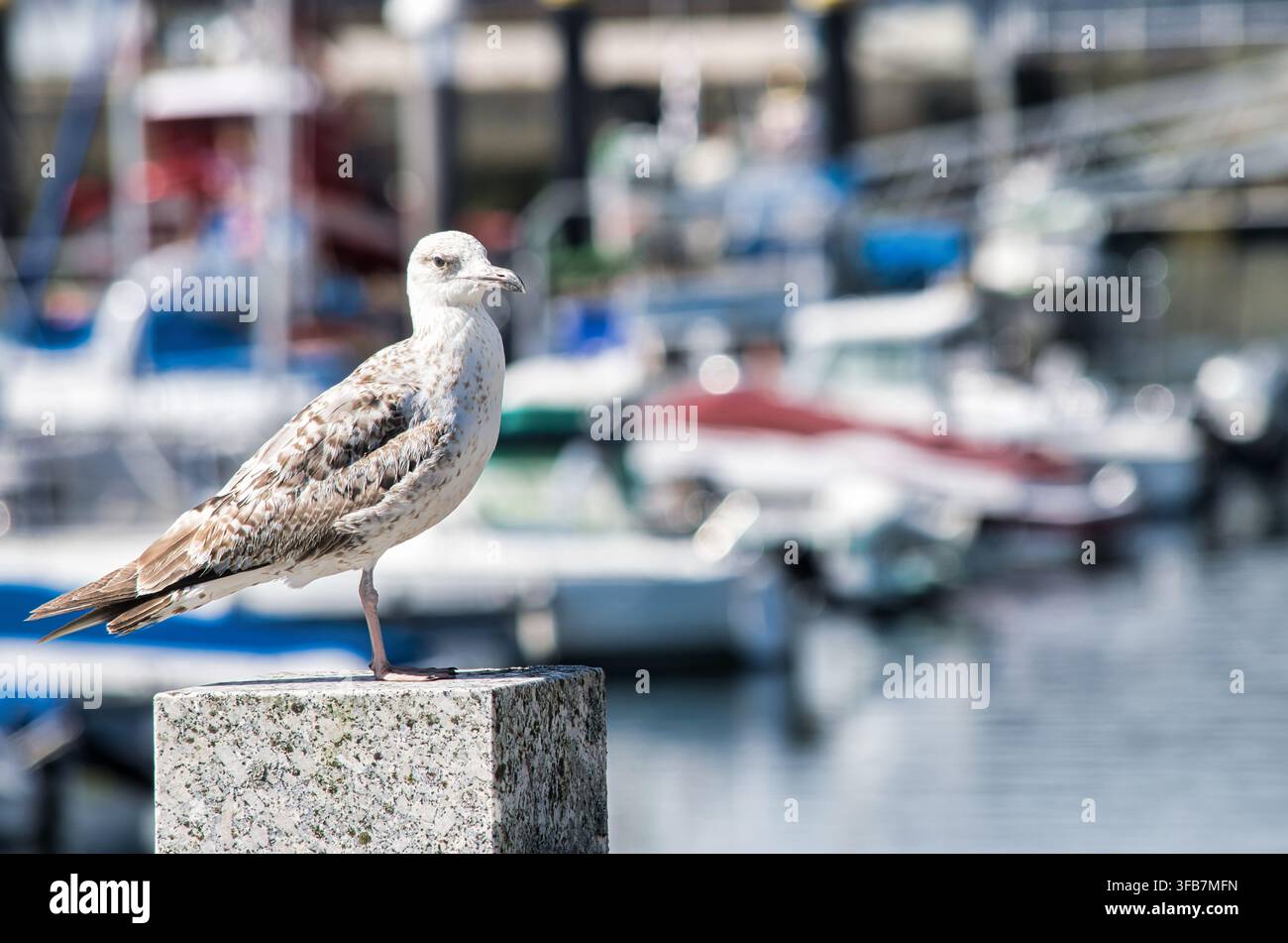 Gaviotta posata nel porticciolo turistico di Combarro, Spagna Foto Stock