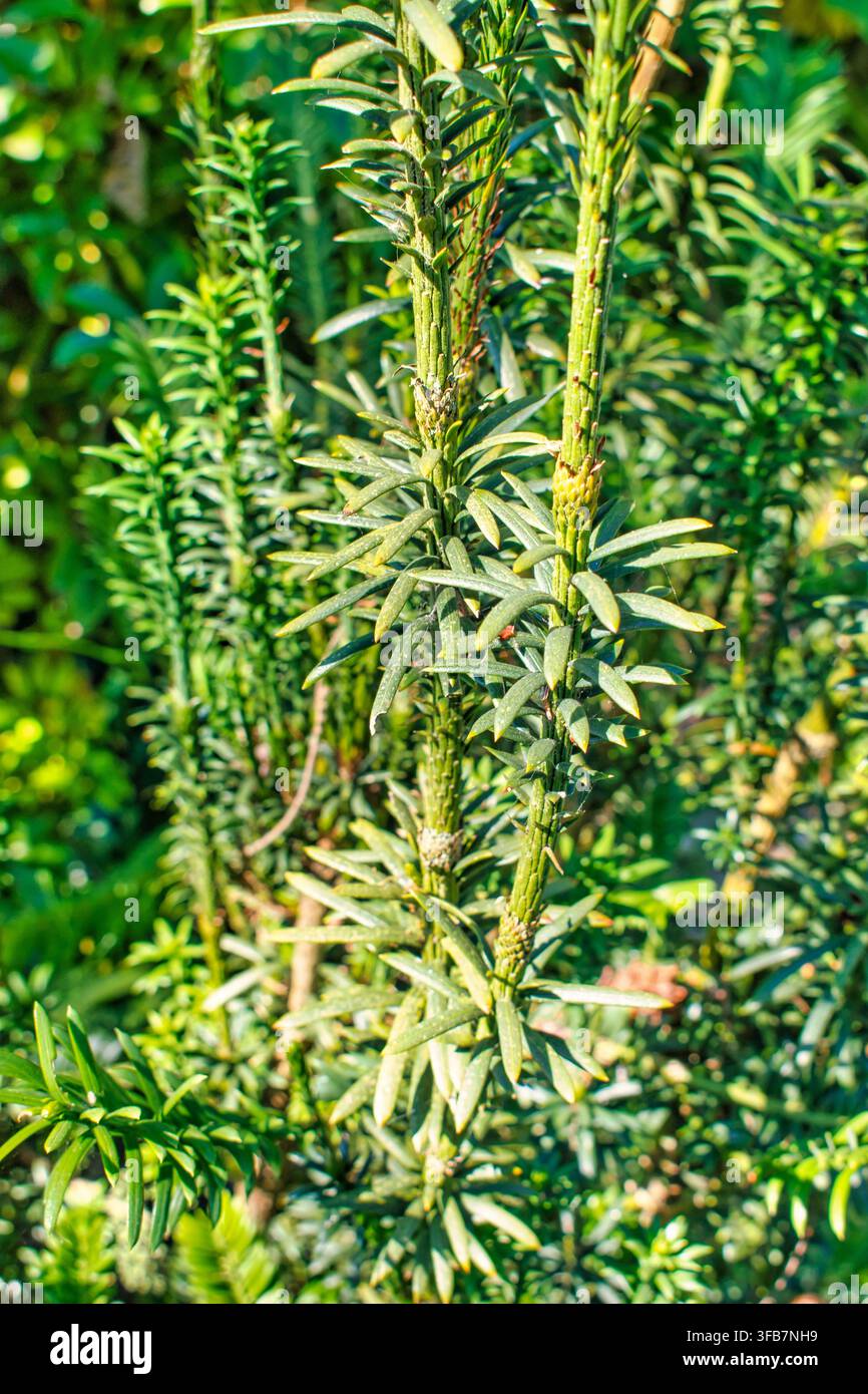 Primo piano di un arbusto conifero Fastigiata cephalotaxus harringtonii Foto Stock