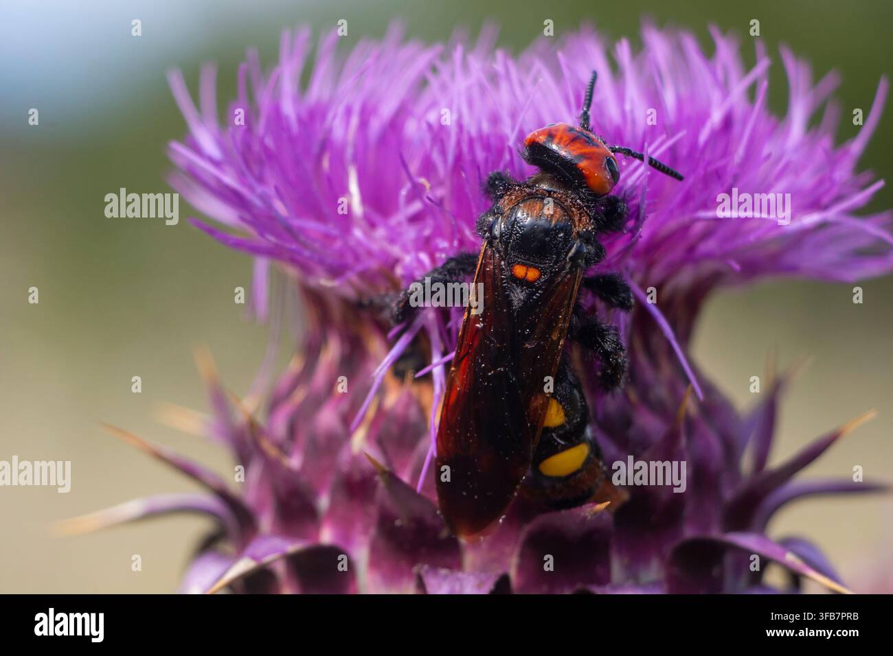 Prima piano di una grande vespa mammut (Megascolia maculata) che si nutre di un fiore di cardo viola nella natura selvaggia in Grecia, foto macro. Foto Stock