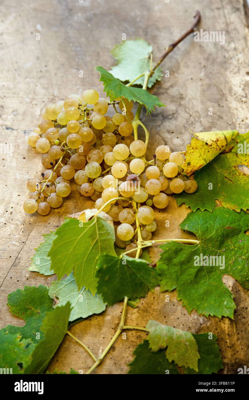 vero grappolo di uva bianca su un tavolo di legno rustico con foglie Foto Stock
