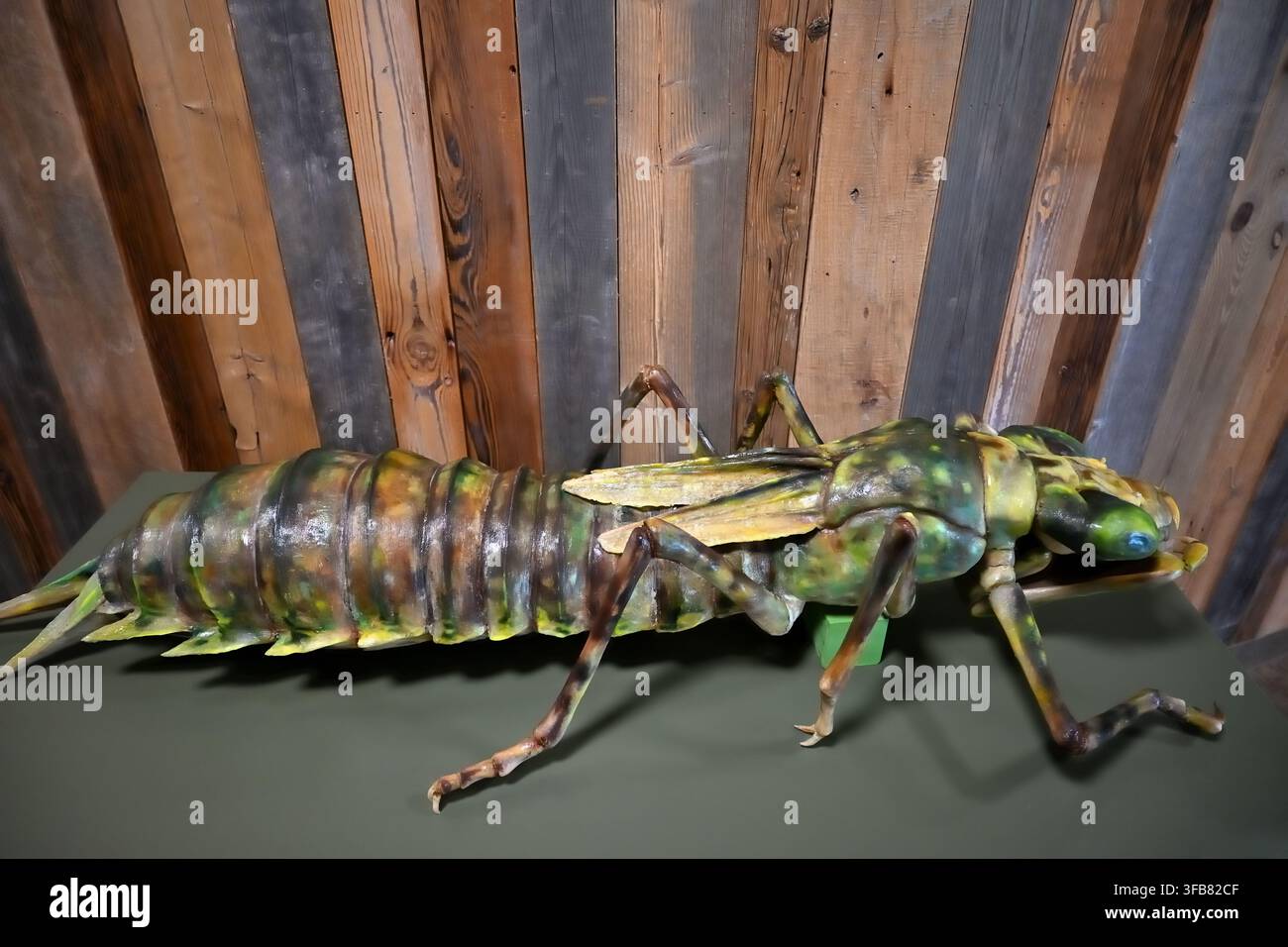 Una scultura modello gigante di una larva di libellula (nello specifico l'*Aeshna grandis* o libellula marrone), esposta su uno sfondo di muro di legno rustico nella mostra Foto Stock
