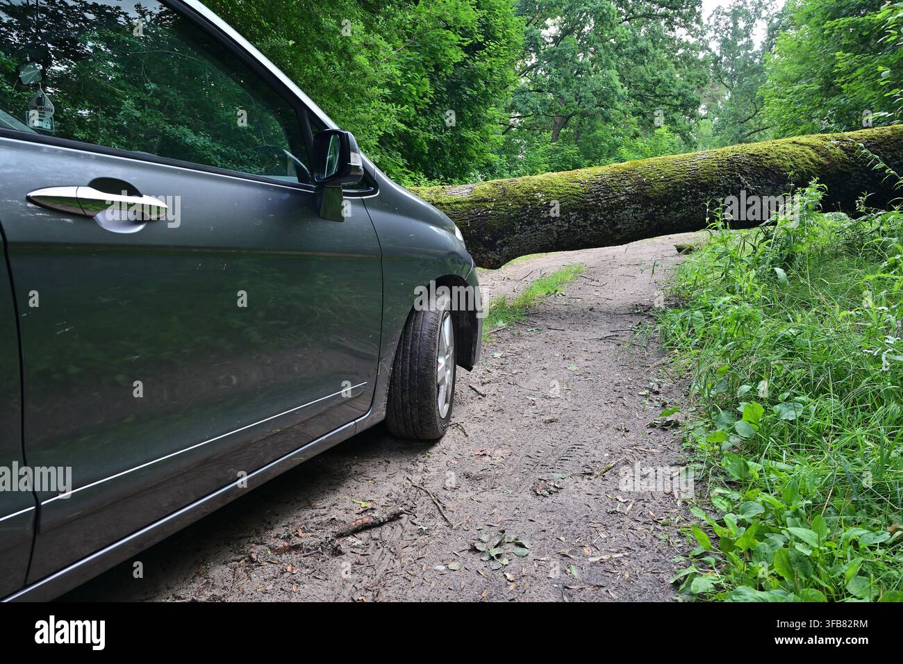 Auto bloccata da un albero caduto su un sentiero boschivo dopo una tempesta, tronco muschioso sul sentiero sterrato Foto Stock
