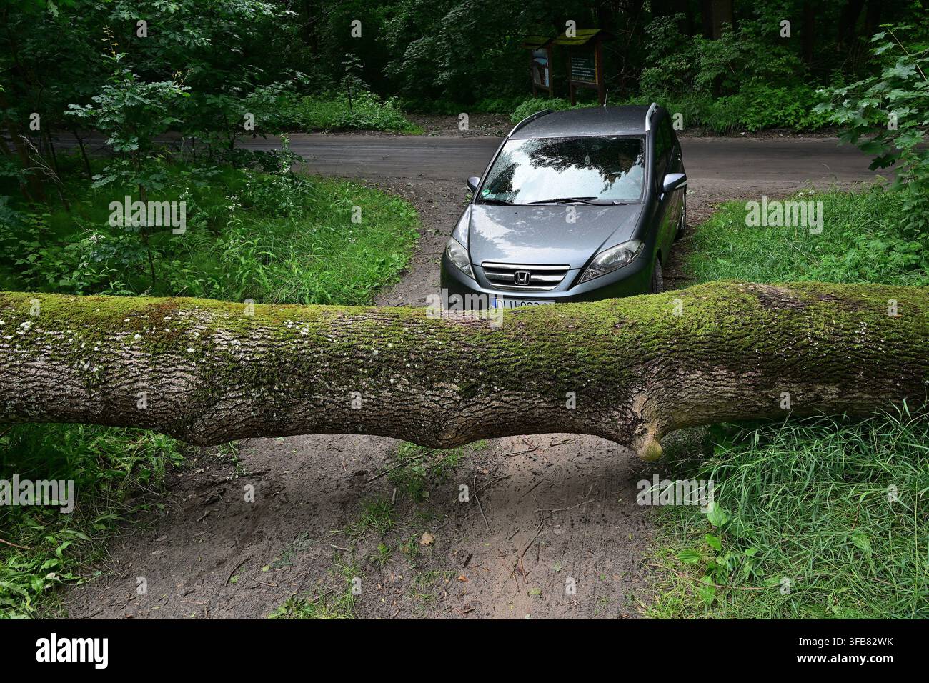 Auto bloccata da un albero caduto su una strada forestale dopo una tempesta, tronco muschioso che ostruisce il percorso. Foto Stock