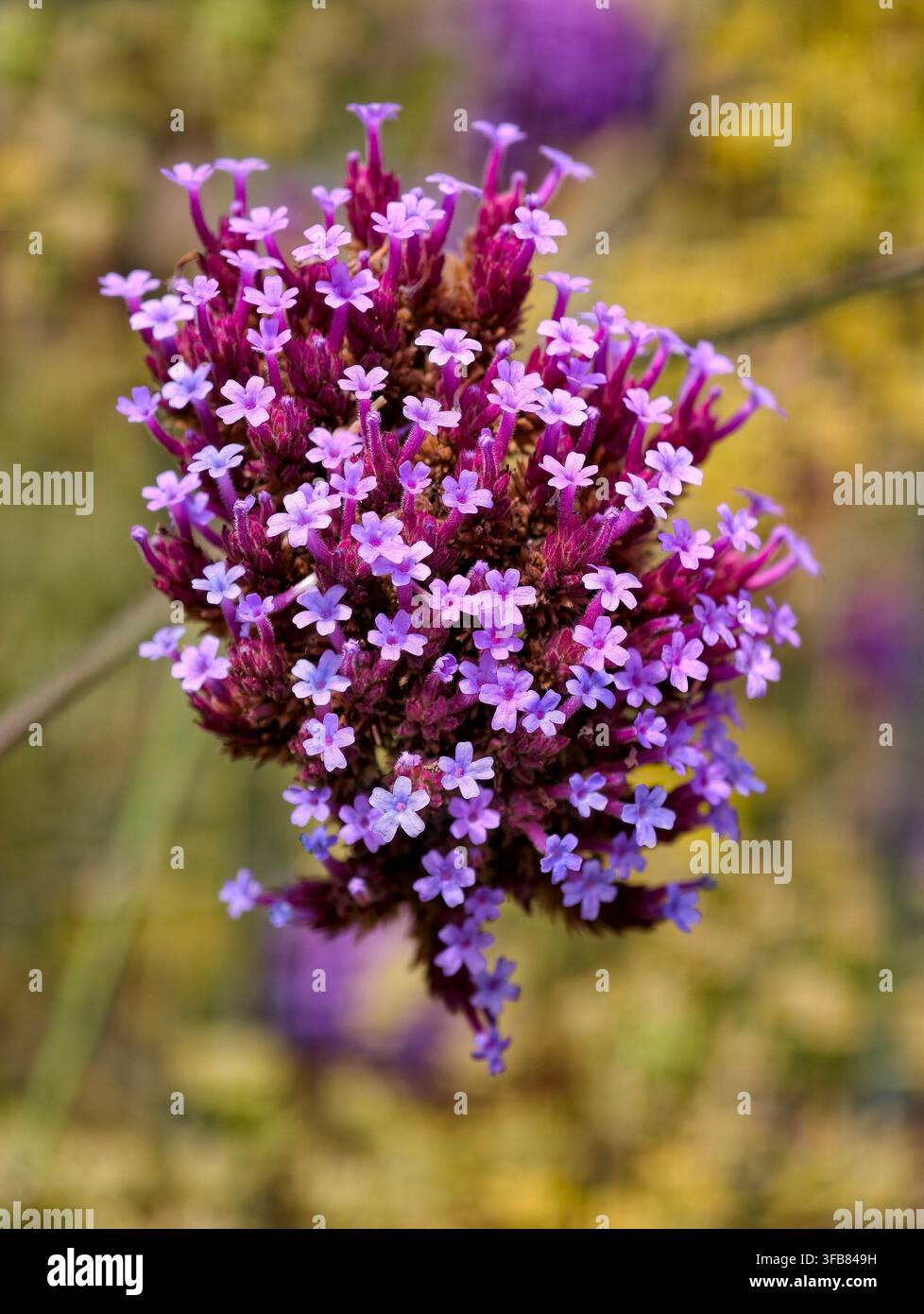 Verbena a sommità viola conosciuta anche come Verbena argentina - Verbena bonariensis Foto Stock