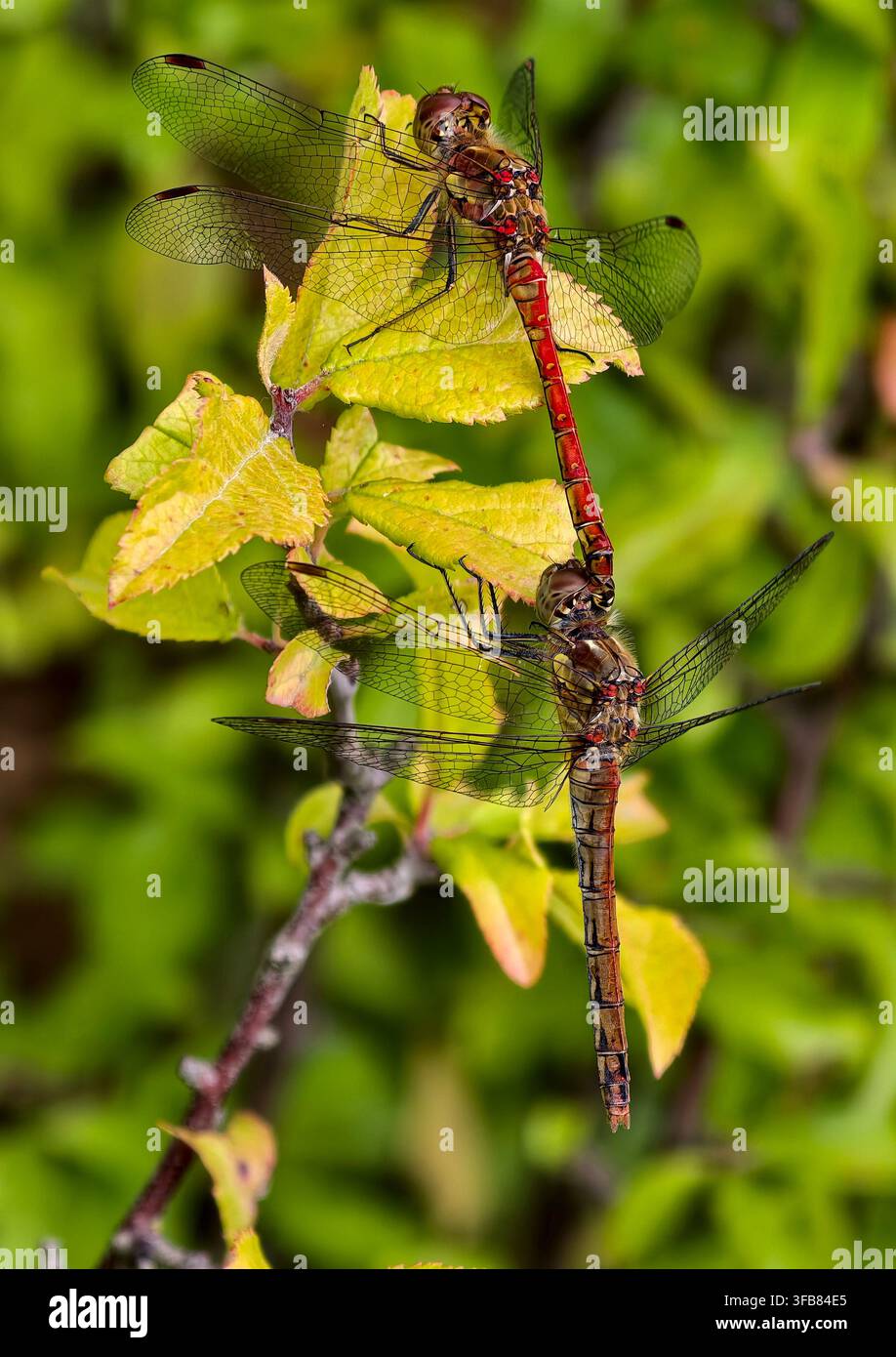 Libellula comune - Sympetrum striolatum - coppia in posizione tandem Foto Stock