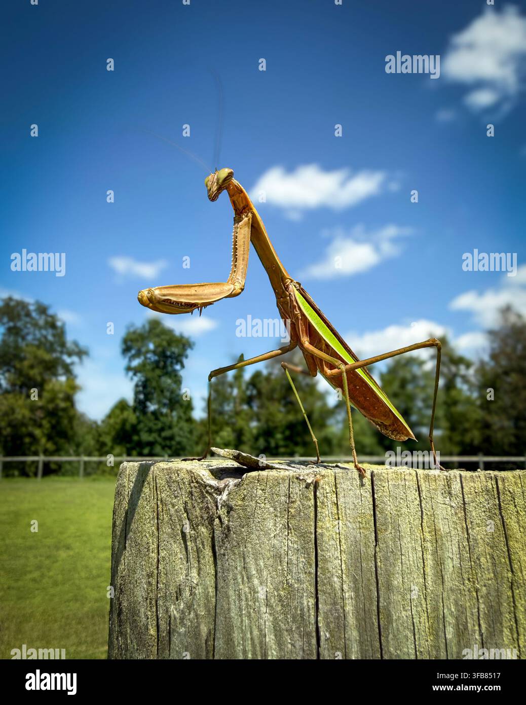 Mantide religiosa in piedi su un palo di legno in un campo rurale sotto un cielo blu con nuvole. Foto Stock