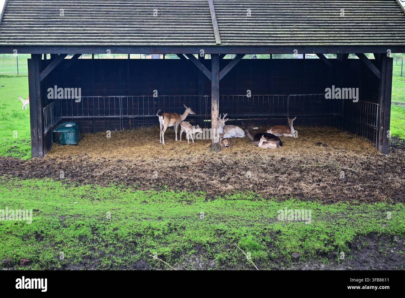 Branco di cervi che riposa in un rifugio coperto per l'alimentazione su un pascolo verde di una fattoria Foto Stock
