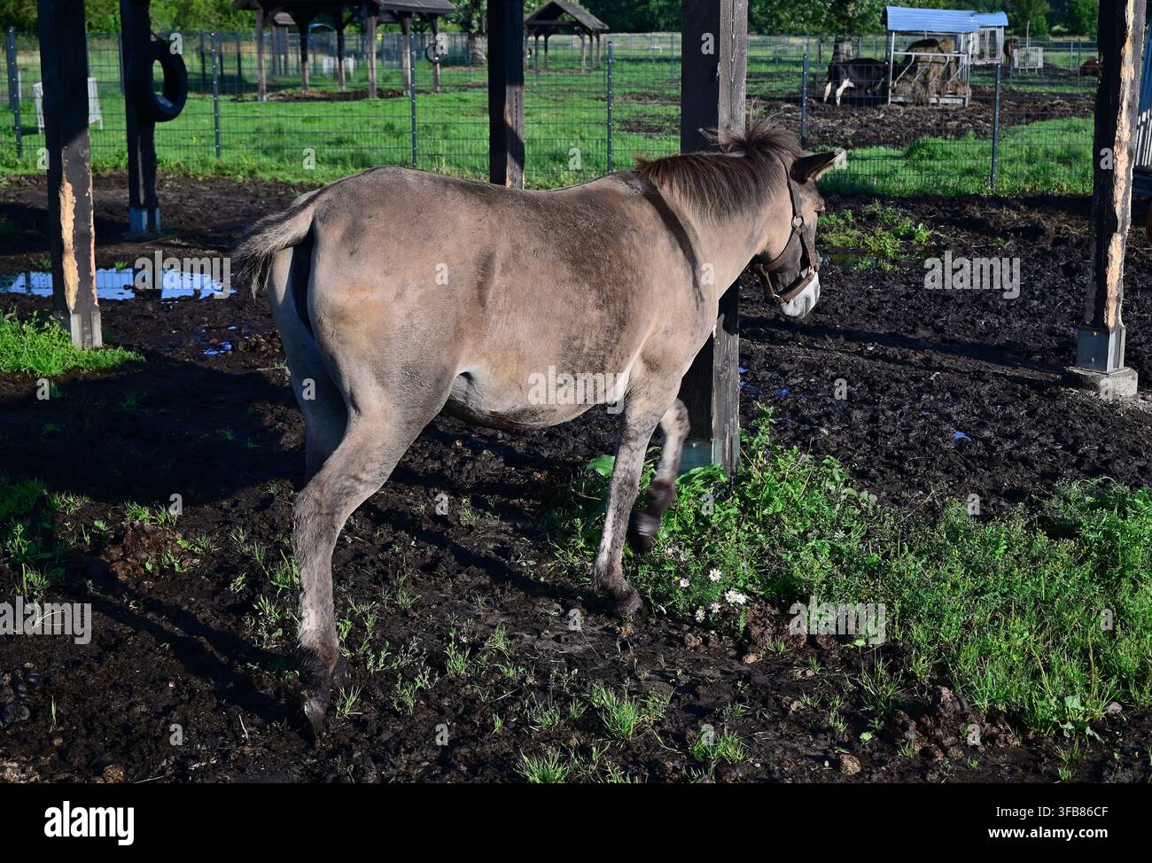 Un mulo in un pascolo fangoso vicino a un riparo e una recinzione in un pascolo rurale soleggiato. Foto Stock