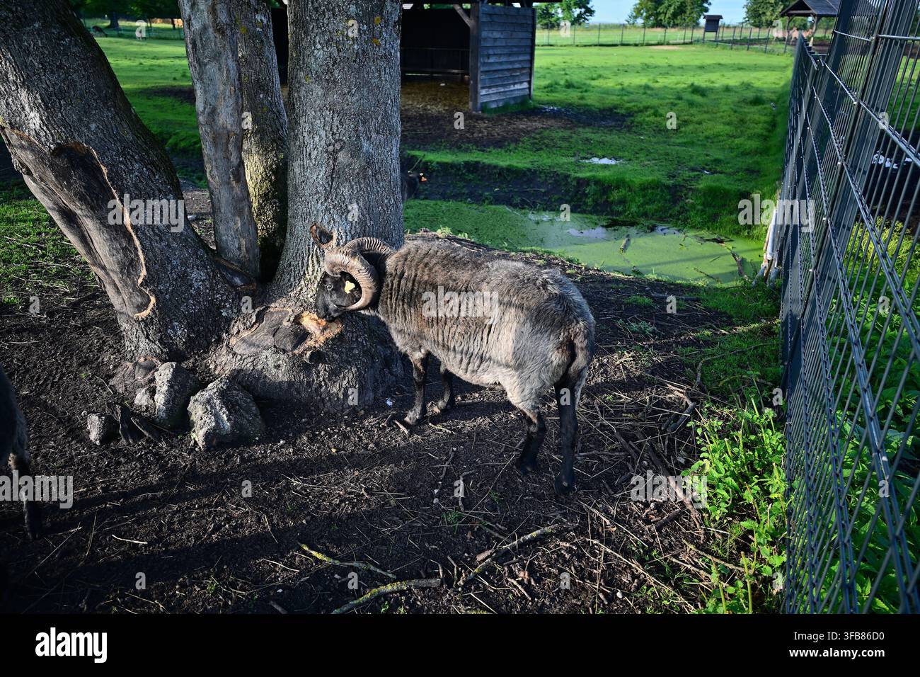 Un ariete cornuto sgranocchia vecchi alberi vicino a uno stagno in un pascolo soleggiato e recintato. Foto Stock