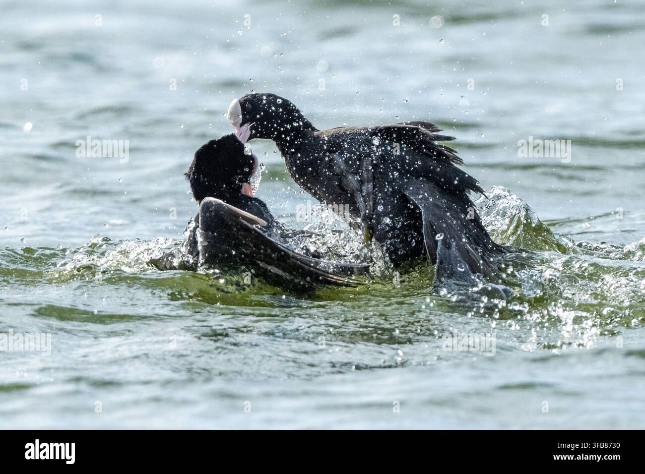 Gli uccelli Coot aggressivi attaccano e combattono sul lago Foto Stock