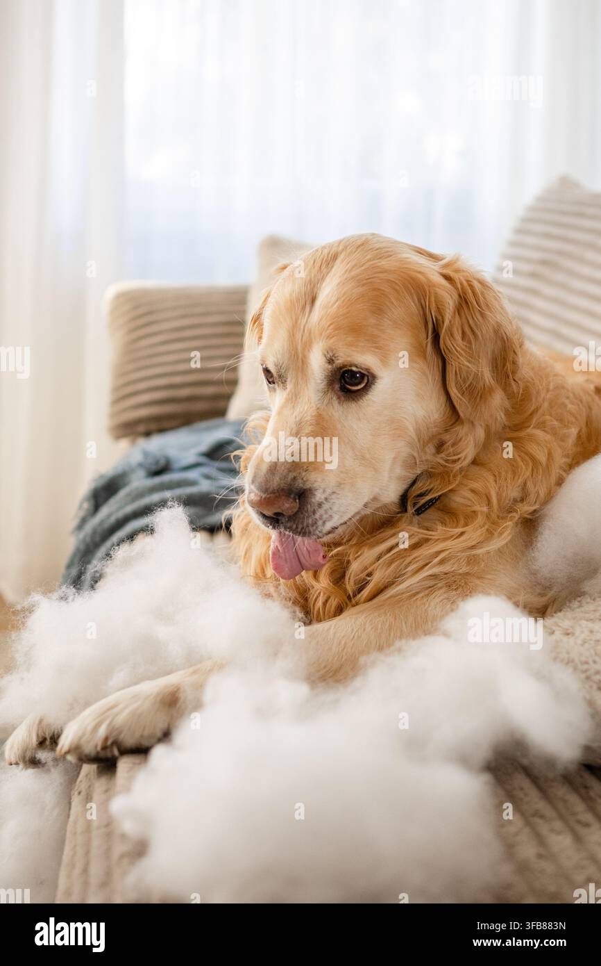 Cucciolo di Golden retriever seduto sul divano circondato da imbottitura bianca disordinata durante il giorno Foto Stock