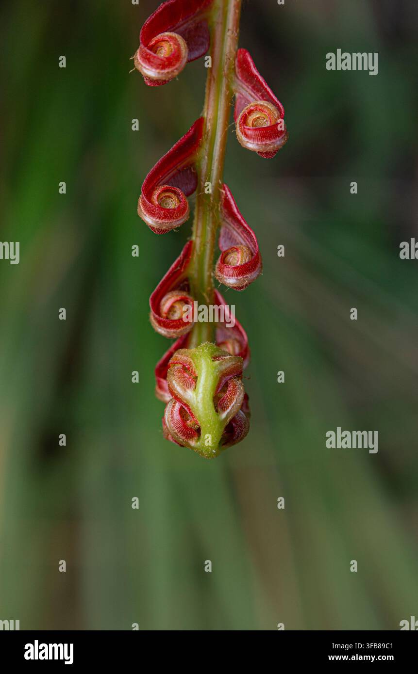 Vista macro verticale di un crosier di Blechnum orientale che si srotola con pinnule rosse simmetriche lungo un asse centrale verde. Foto Stock