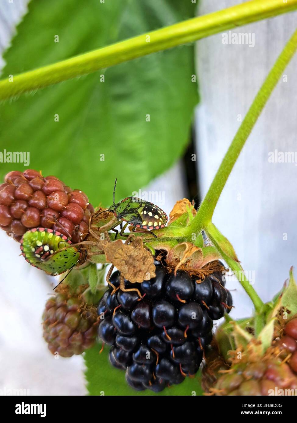 Primo piano di una ninfa di cimice verde e di altre cimici delle piante tra more mature e immature che crescono accanto a una recinzione di legno bianca. Foto Stock