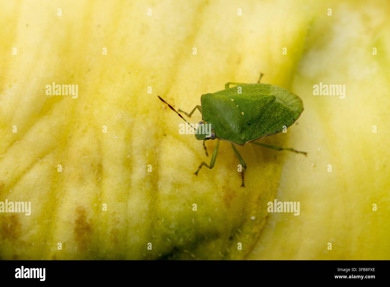 Scarabaggio verde adulto con elitre completamente sviluppate che riposa su una buccia di frutto gialla scanalata, primo piano macro visto dall'alto. Foto Stock